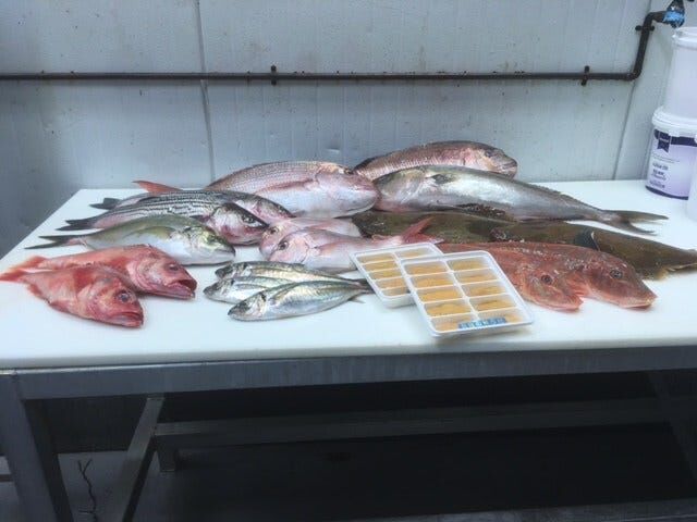 Pier 2 Plate: How Fresh Fish From Around the World End Up in Local All You Can Eat Sushi Restaurants