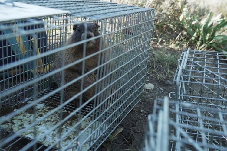 Marmots Climate Research