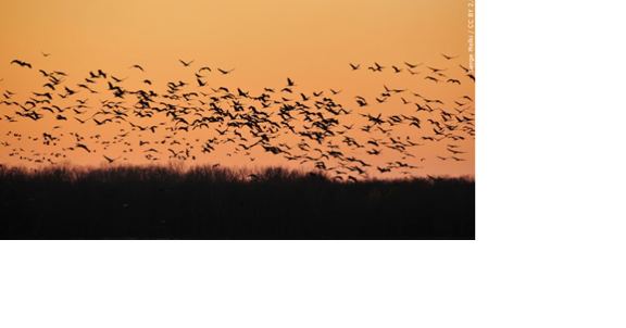 National Report Shows Massive Declines in Most Bird Populations - Vimarsana News