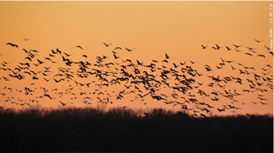 birds mgn.PNG