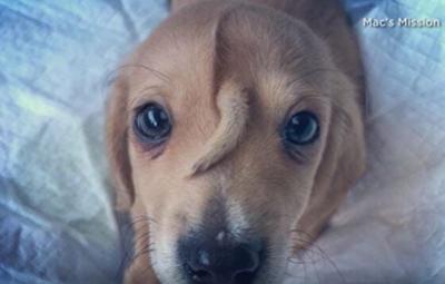 Rescue: 'Unicorn' Puppy Doesn't Notice 'Tail' on Head