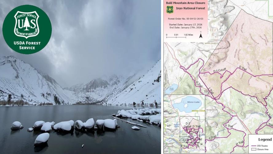 Inyo National Forest Bald Mountain Wild Horse Rescue