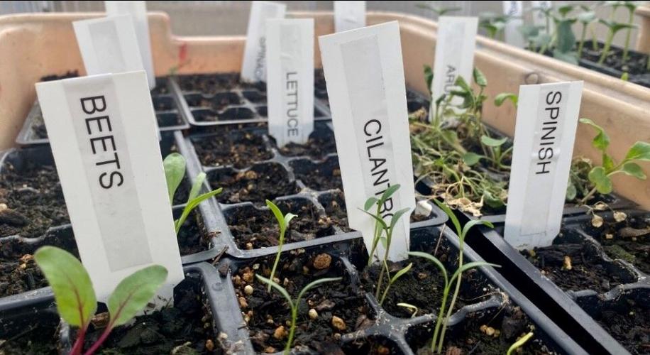 greenhouse at wooster 2.jpg