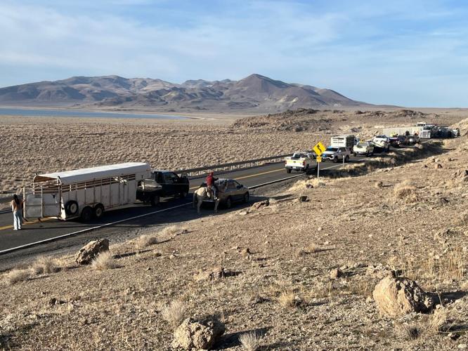 crash with cows 2.jpg