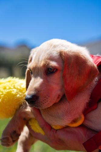 Palisades Tahoe New Avalanche Rescue Dog - Meet Binny
