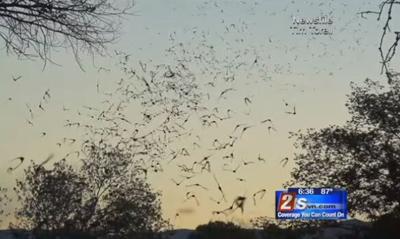 NV Department of Agriculture Warns of Rabid Bats