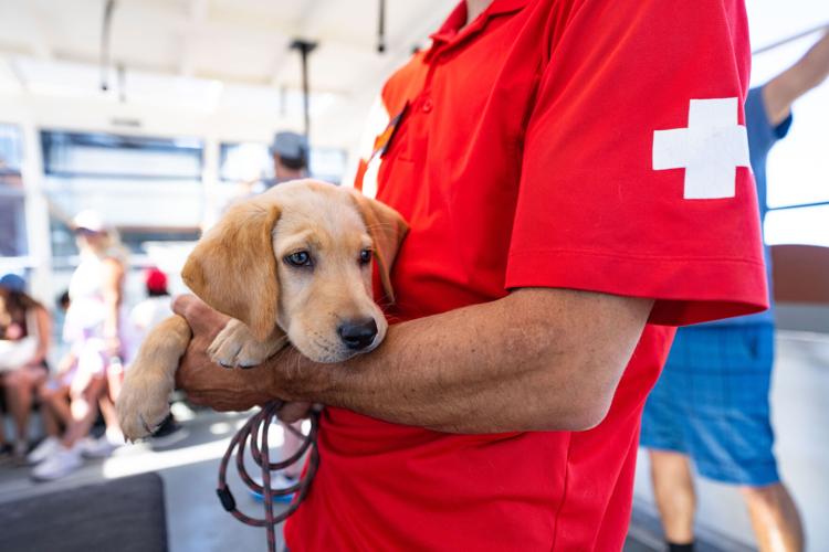 Palisades Tahoe New Avalanche Rescue Dog - Meet Binny