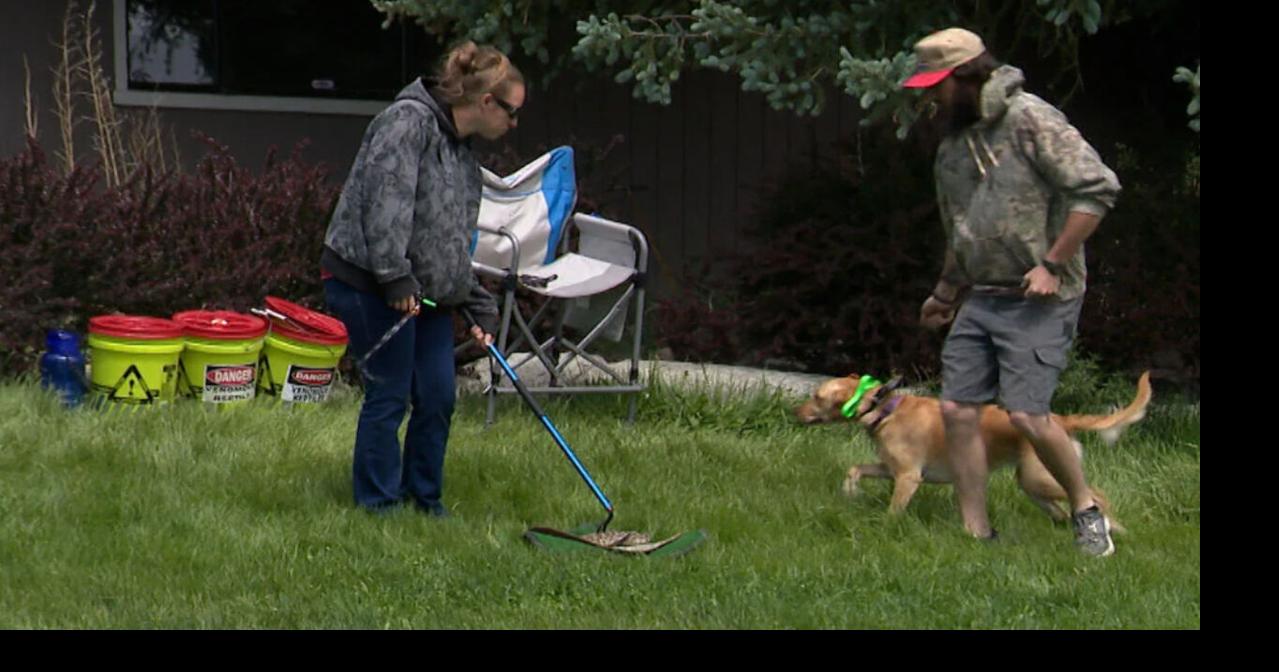 Local organization hosts rattlesnake avoidance training for dog owners ...