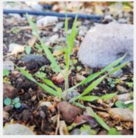 Decreasing Fire Danger By Weeding Cheatgrass in Autumn