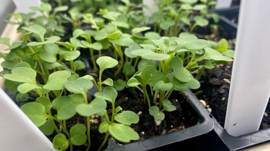 greenhouse at wooster 3.jpg