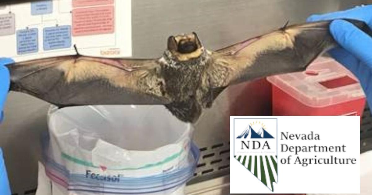 Bat Testing Meaning Two bats test positive for rabies in Nevada | Local News | 2news.com