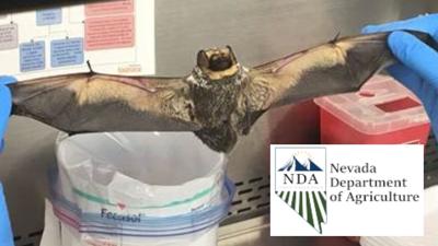 Two bats with confirmed rabies in Nevada