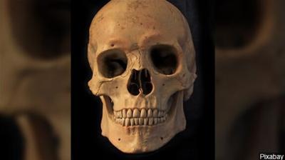 Skulls And Jaw Bones Found In Archival Boxes At Nevada Museum
