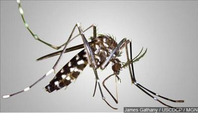 Hawaii Declares Emergency Over Mosquito-Borne Illnesses