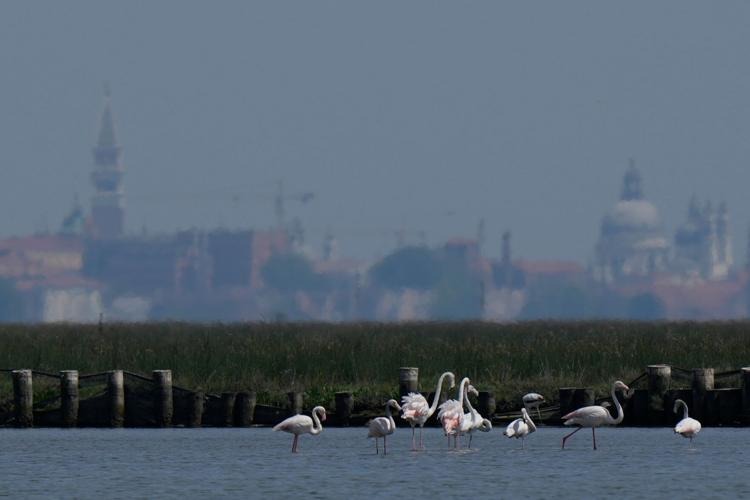 Italy Venice Flamingos
