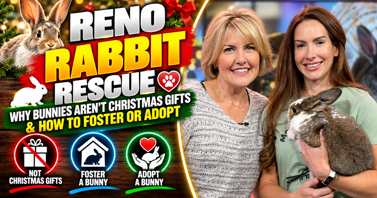 Food Rescue Ribbet's Reno Rabbit Rescue | Why Bunnies Aren't Christmas Gifts & How to Foster ...