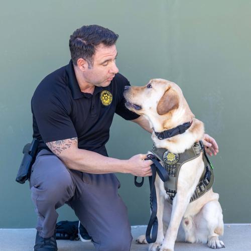 El Dorado Sheriff's Office K9 Cooper 5.jpg