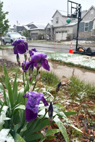West Snow
