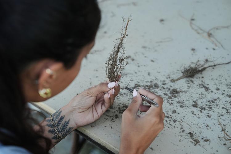 Climate Roots Carbon Capture