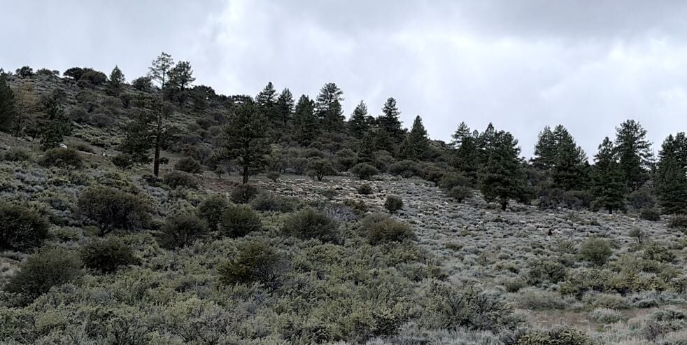 Sheep near Arrowcreek