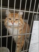 Cat Missing For Over A Year Returns Home