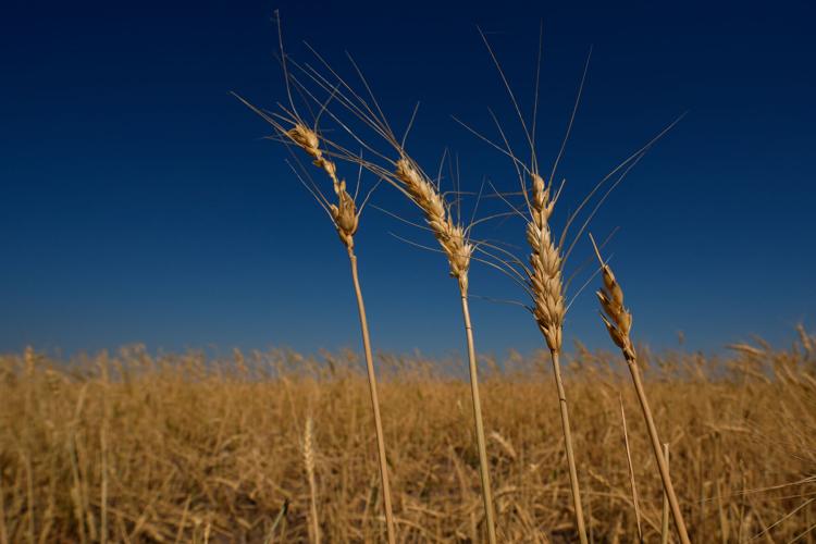 Climate Drought Wheat Farmers