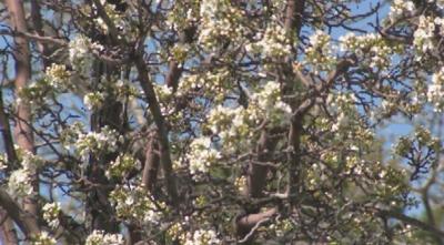 Spring Allergies