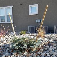 Stolen Trees Near Virginia Lake