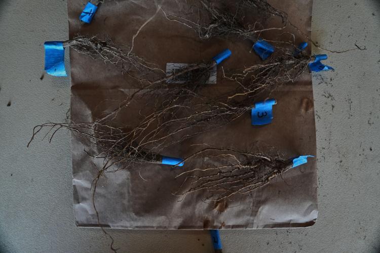 Climate Roots Carbon Capture
