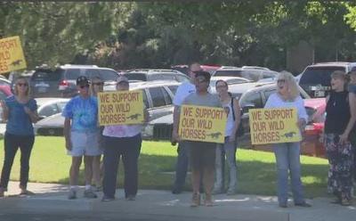 Wild Horse Advocates Ask BLM To Cancel Round Up Plans