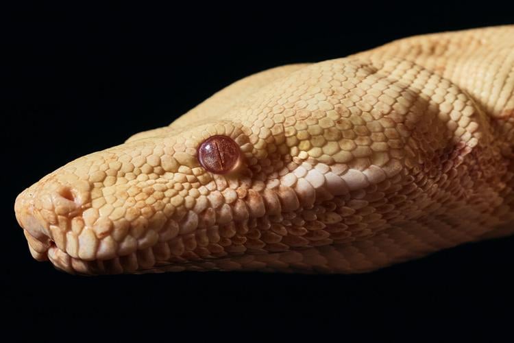 Snake Auditions