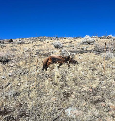 Bull Elk poached and left to waste in Nevada along Utah border