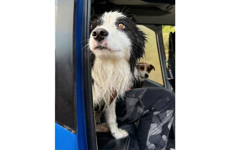 New Zealand Dog Rescue