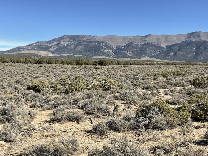 BLM to Conduct Tree-Thinning Treatments in Kern Mountains Area