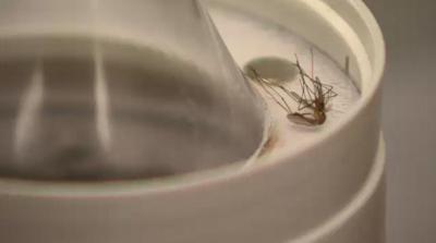 Wet Winter Could Mean More Mosquitoes