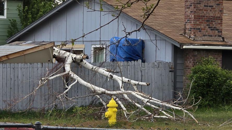 Wind vs. Tree in Sparks