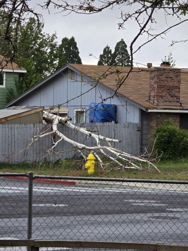 Wind vs. Tree in Sparks