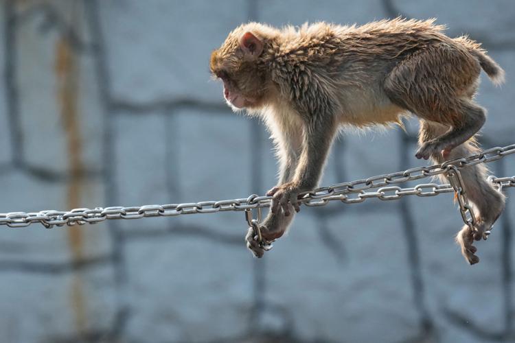 Japan Monkey Birthday