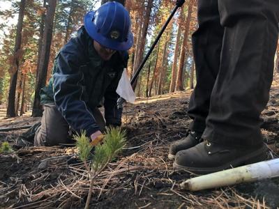 UC Davis Plants Thousands of Trees at Lake Tahoe
