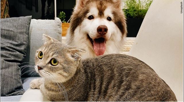 Dog and cat