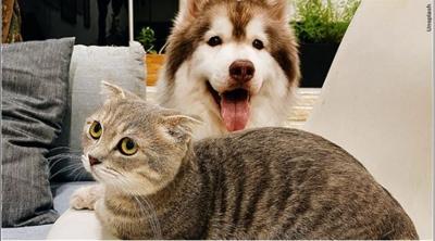 Dog and cat