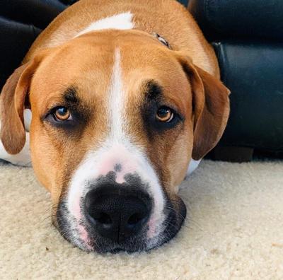 Residents Celebrating International Dog Day