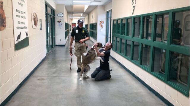 Oregon Woman Makes the Trip to Reno and Reunites With Her Lost Dog