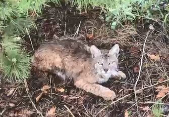 Resident Records Bobcat in Somersett