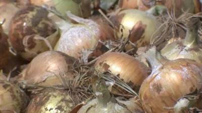 Nevada-Grown Onions Not Affected by Salmonella Outbreak