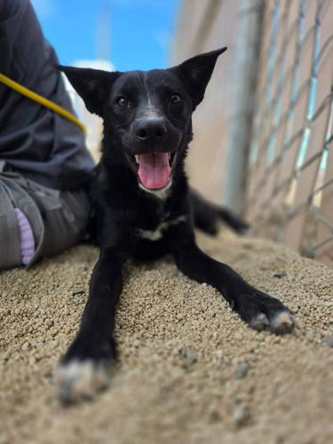 Adoptable Dog 6.JPG
