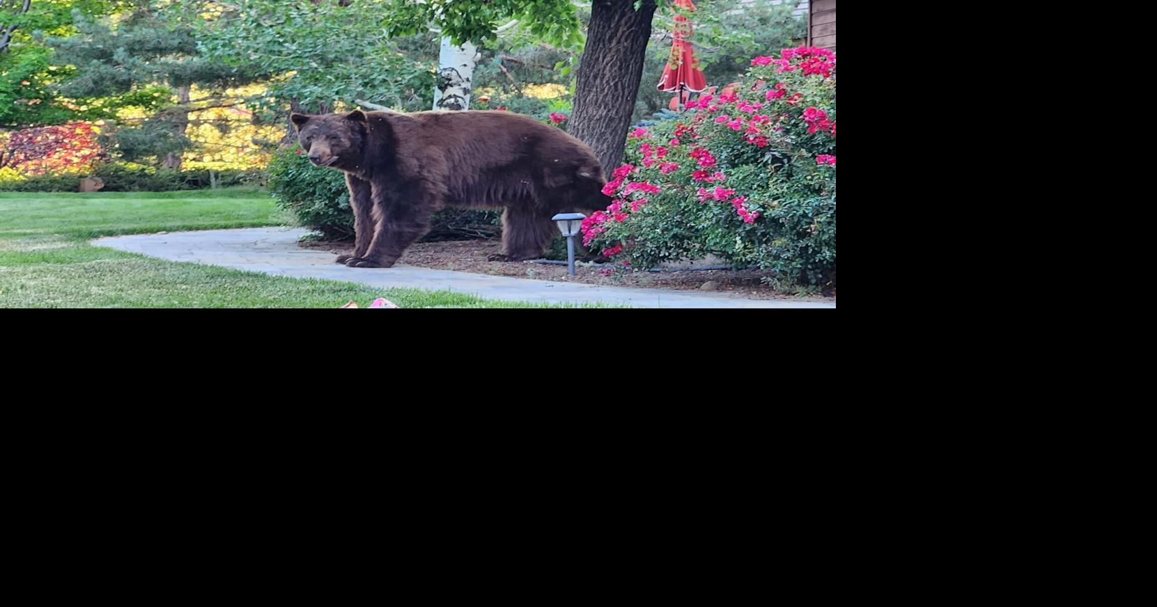 Reno launches rebate program to keep bears away from garbage
