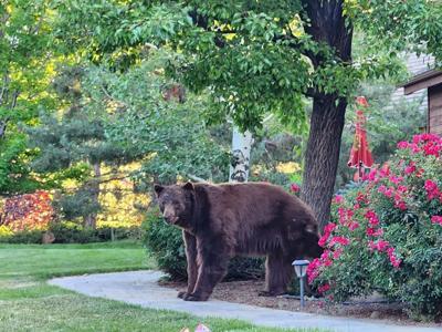 Bear seen in South Reno near Callahan Ranch on Monday