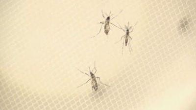 CDC Expands Tropical Virus Alert; 22 Destinations on List