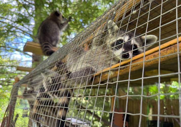 Raccoon Boot Camp